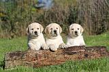 LABRADOR 307
